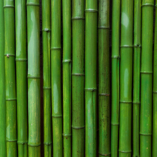 Bamboe: Een Duurzaam Wonder en Greenbility's Bamboe Laptoptafel